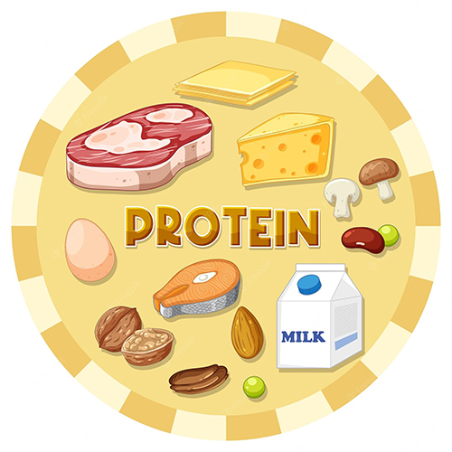 does-protein-make-you-grow-taller